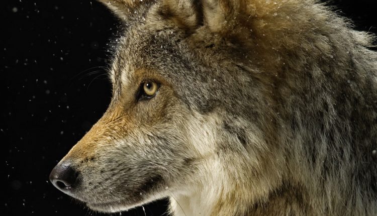 Red wolves
