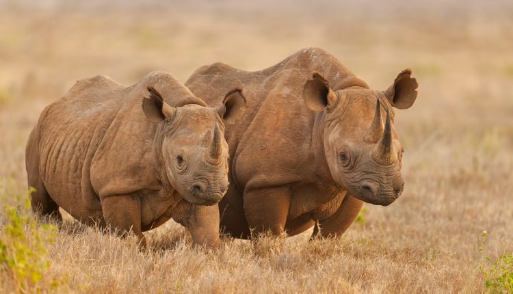 What are Africa’s Big Five? Meet the continent’s most iconic wildlife
