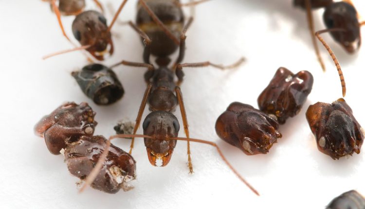 Ants decorate their homes with the heads of their enemies
