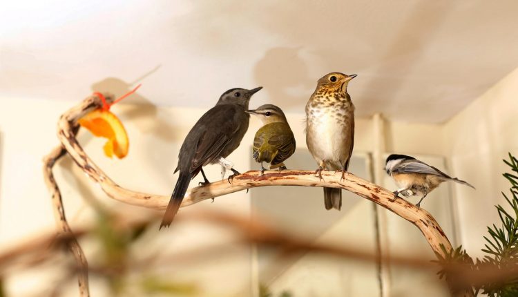 Birds crashing into NYC buildings. Record rescued…