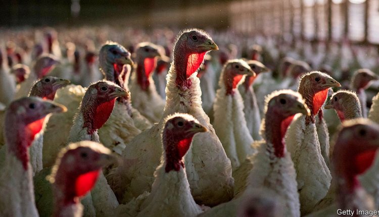 Socially distanced Thanksgiving weakens appetite for big turkeys