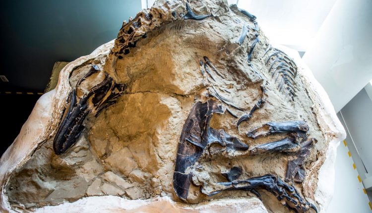 ‘Dueling Dinosaurs’ fossil, hidden from science for 14 years, could finally reveal its secrets
