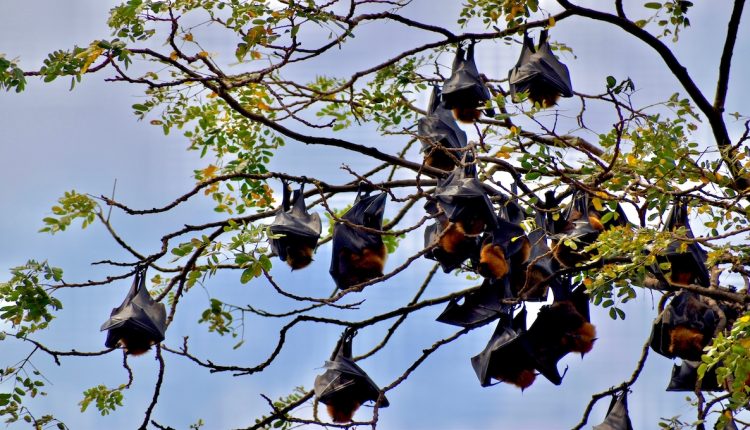 Bats and maybe some scaly anteaters likely caused COVID-19 pandemic and they could do it again