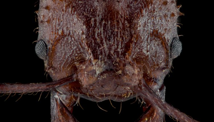 Leaf-cutter ants are coated in rocky crystal armor, never before seen in insects