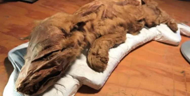 Yukon gold miner unearths a mummified Ice Age wolf pup