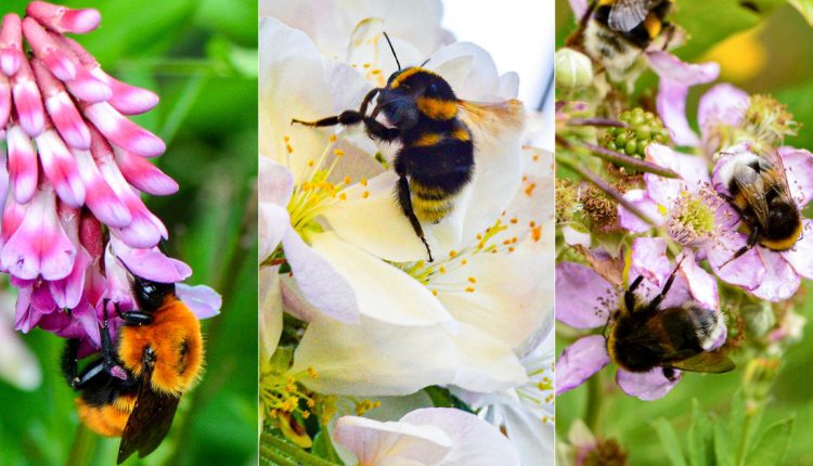 25% of wild bee species have gone missing since the 1990s