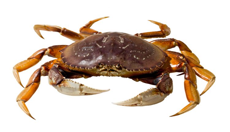 Certain Dungeness crabs recalled because of poisoning risk