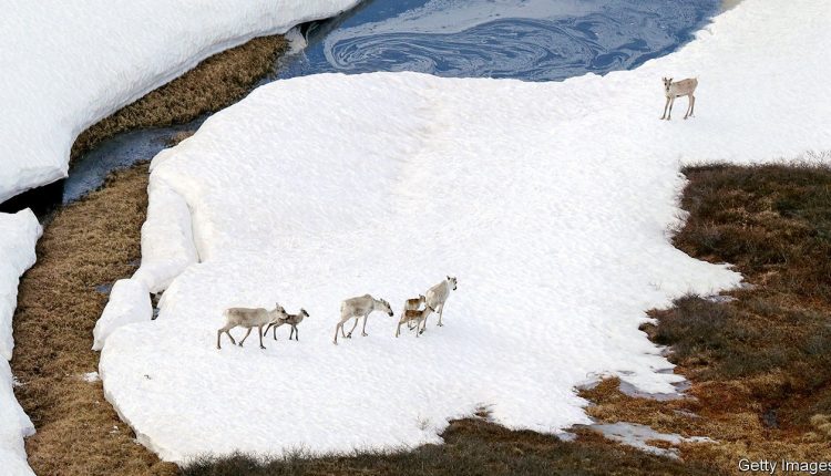 Energy companies give the Arctic the cold shoulder