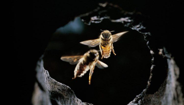 Honeybees found using tools, in a first—to repel giant hornet attacks
