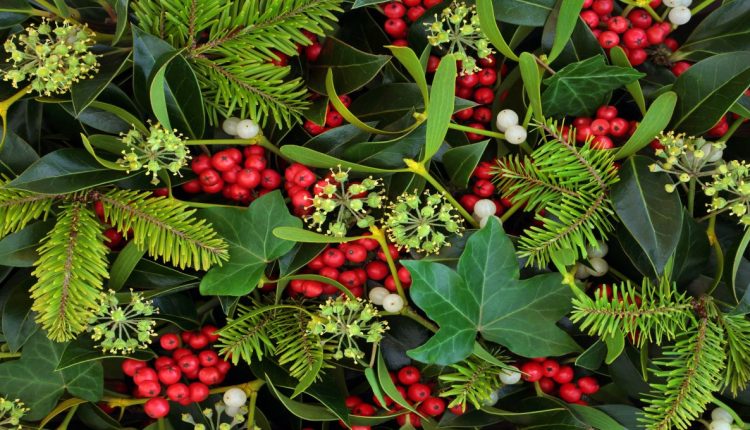 Health officials warn of seasonal poisoning risk from certain plants