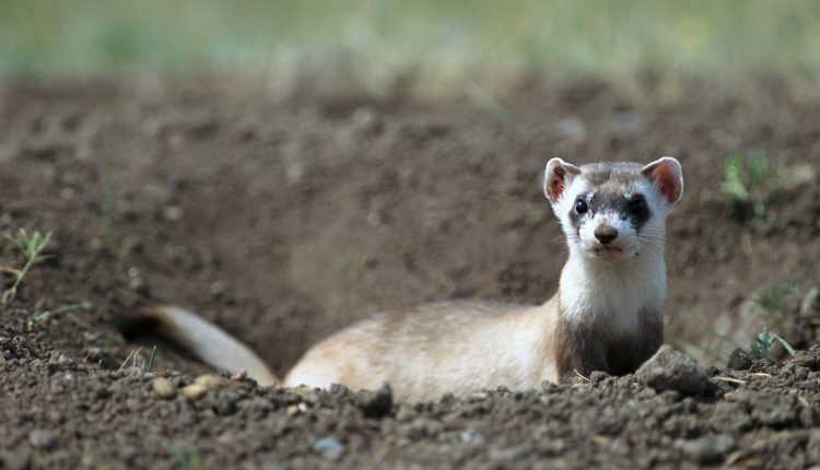 A Black-Footed Ferret Has Been Cloned, A First For A US Endangered Species