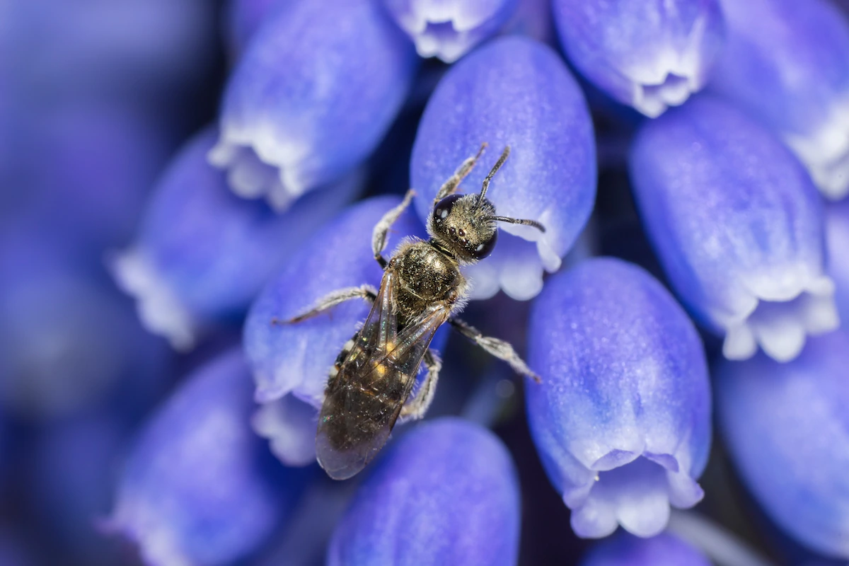A quarter of the known bee species have not been sighted since 1990