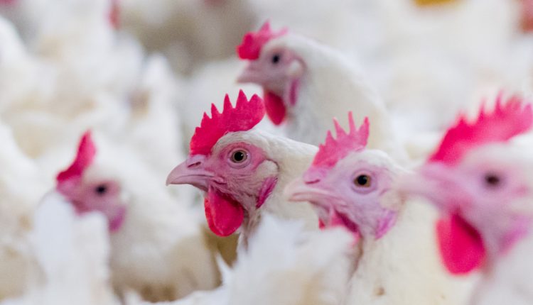 Experts examine reasons for different Salmonella results