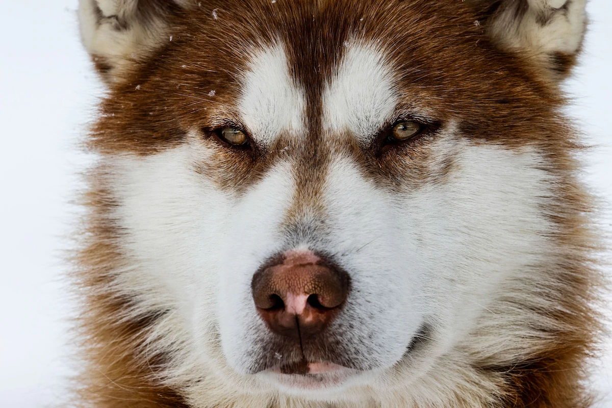 Oldest dog remains in Americas discovered in Alaska