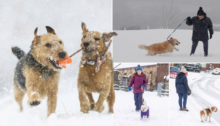 Adorable dogs have time of their lives playing in the snow