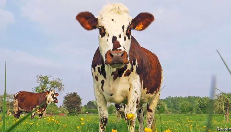 Can Anglo-Saxon activist investors whip Danone into shape?