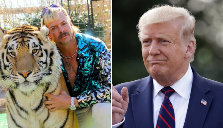 Tiger King’s Joe Exotic ‘praying to God’ for Trump pardon as he promises ‘new line of evidence’