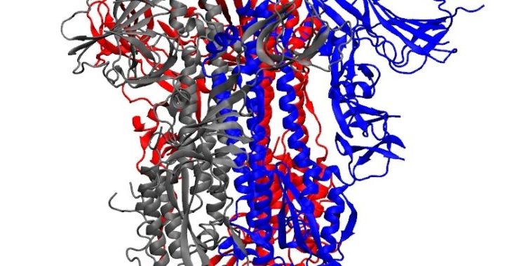 Signs that SARS-CoV-2 is evolving to avoid immune responses