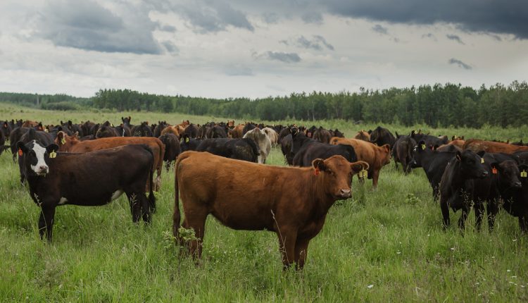 Denmark to toughen Salmonella Dublin rules