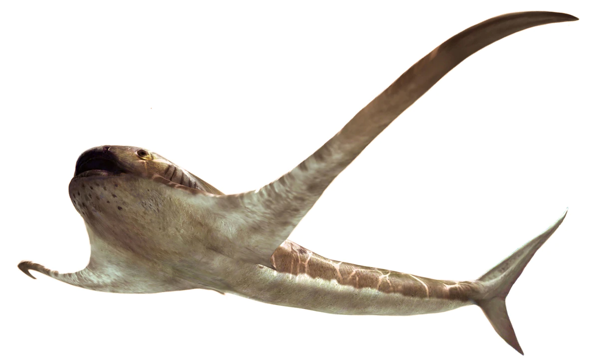 Shark-like fossil with manta ‘wings’ is unlike anything seen before