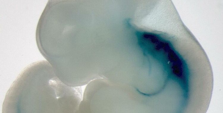 Mouse embryos grow for days in culture, but the requirements are a bit nuts
