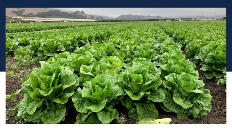 Scientists working on better testing for leafy greens, other fresh produce