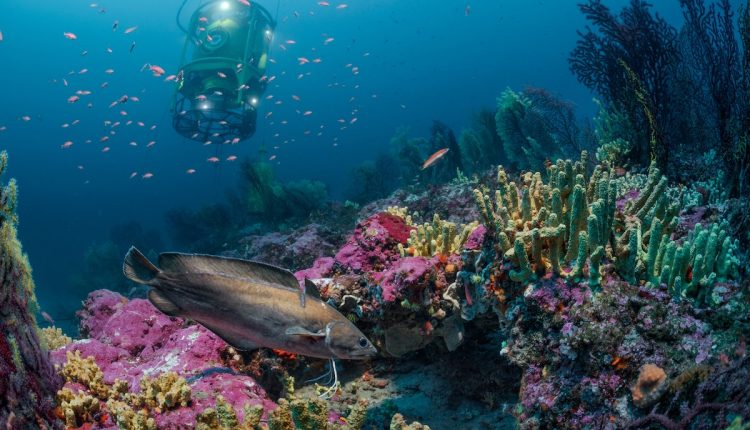 They Spent 28 Days Under The Sea — And Found Another Earth