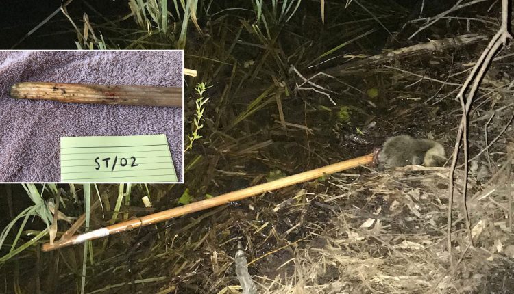Tiny gosling dies after being battered with stick in ‘horrifying’ attack