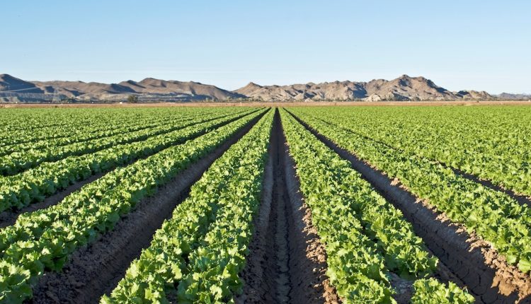 LGMA’s York wants to bring pre-harvest testing to leafy greens in California