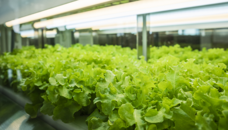 Coalition launches food safety program for indoor-grown leafy greens