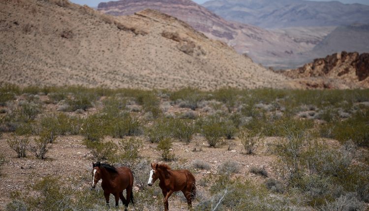 Wild horses and donkeys dig wells in the desert, providing water for wildlife