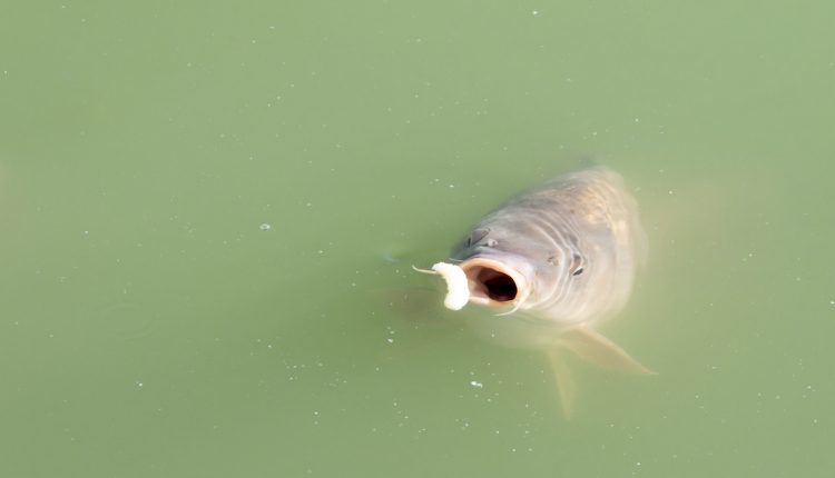 PRC Siluriformes recalled for being ineligible to export