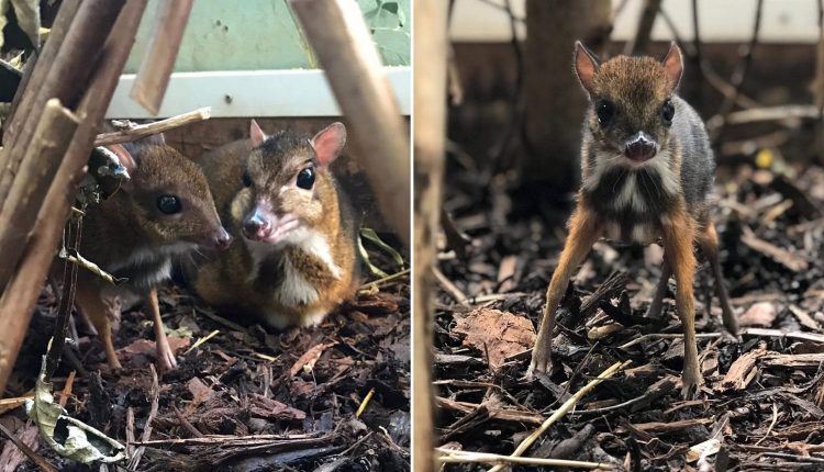 Rare mouse deer born the size of a pencil at UK zoo