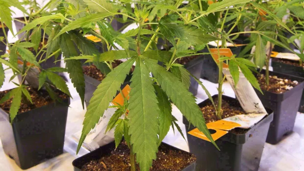 Aurora Cannabis speeds up cost-cutting plan as quarterly results see it deep in the red