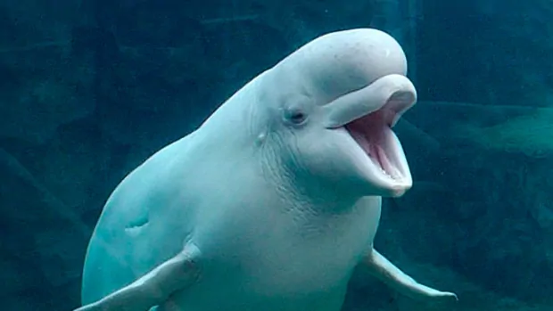 Marineland sending 5 beluga whales to U.S. after aquarium overcomes legal challenges
