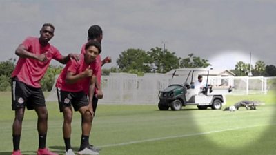 See you later! Alligator stops Toronto FC’s training session