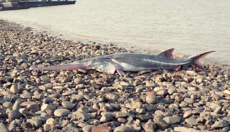 Yangtze dam separates Paddlefish, largest, from spawn, now extinct