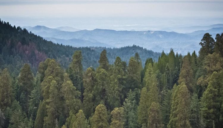 Hiker falls 500 feet to his death at Sequoia National Park