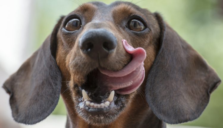 Study highlights raw pet food as emerging source of human infection
