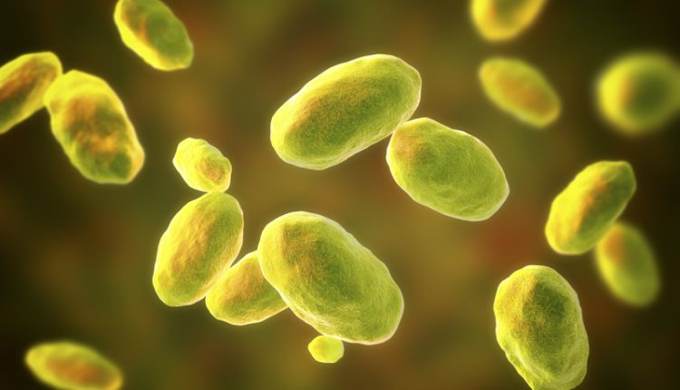 Norway probes Yersinia outbreak with 15 sick