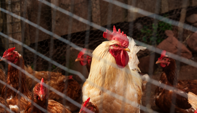 CDC investigating multiple outbreaks of Salmonella infections linked to backyard poultry