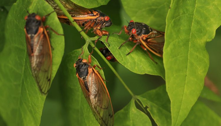 The FDA Would Like to Remind You Not to Eat Cicadas If You Have a Seafood Allergy