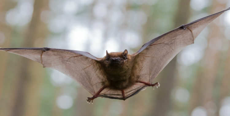 Genetic tricks of the longest-lived animals