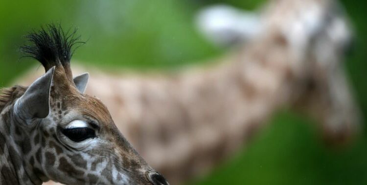 Heads up! The cardiovascular secrets of giraffes