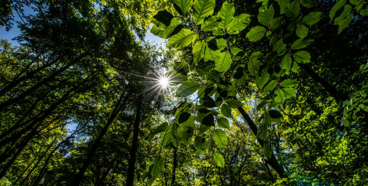 Rewilding: Four tips to let nature thrive