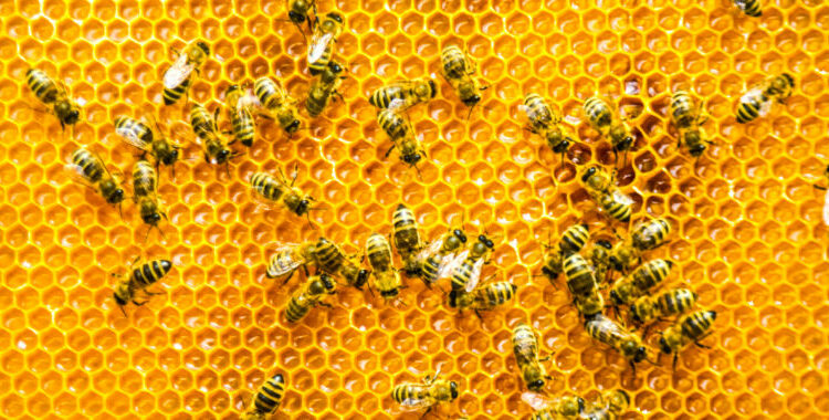 Mergers, twists, and pentagons: The architecture of honeycombs