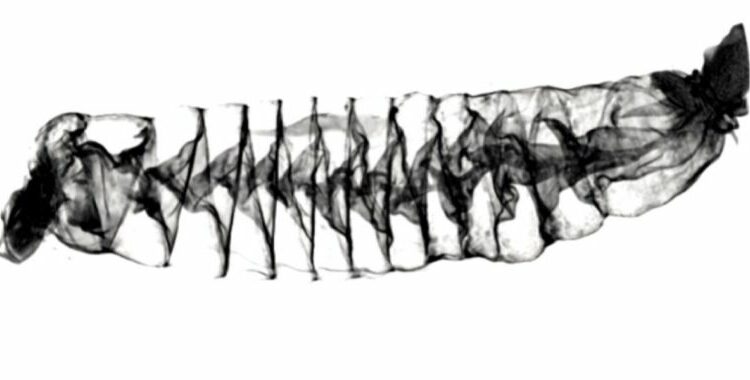 Spiral shark intestines work like Nikola Tesla’s water valve, study finds