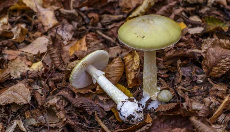 State acts to protect public from poisonous mushrooms; certification required in 2022