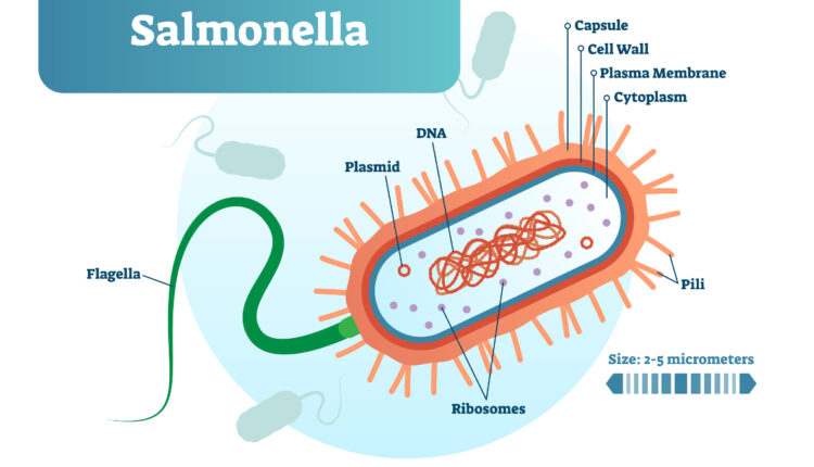 Patients in new Salmonella outbreak live in 2 Western states; other areas may be affected