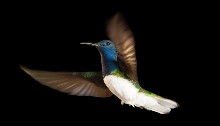 Why some female hummingbirds masquerade as males